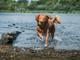 Voorkom oververhitting bij je hond