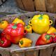 Mini Cocotte Paprika