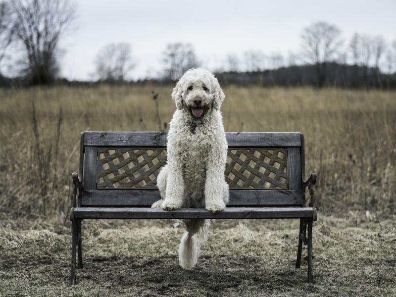 Benchtraining: een veilig plekje voor je hond?