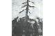 Armando. "Der Baum" (1992)