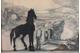 "Het zwarte paard"
